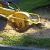 Sarasota Stump Grinding & Removal by 941 Tree Services LLC